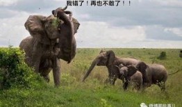 杭州野猪最新爆料一头大象,揭秘与神秘大象的神秘邂逅