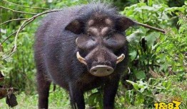 杭州野猪最新爆料一头大象,揭秘与神秘大象的神秘邂逅